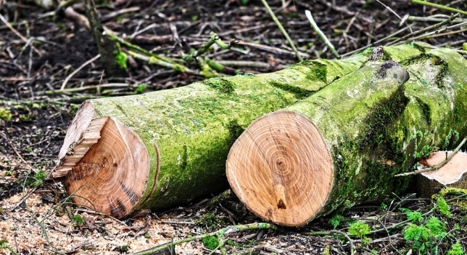 20 кубика дърва без документи, доказващи законен произход, са открити