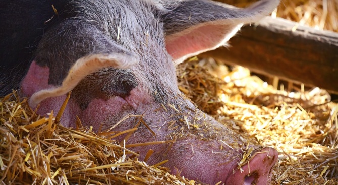 В незаконна ферма в Добрич започна принудително умъртвяване на прасета.