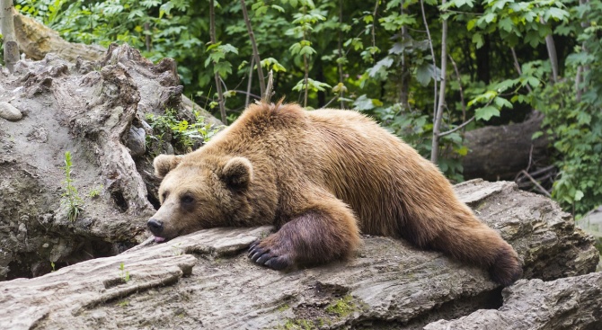 Мецаната Берна и мечокът Костадин в Центъра за защита на