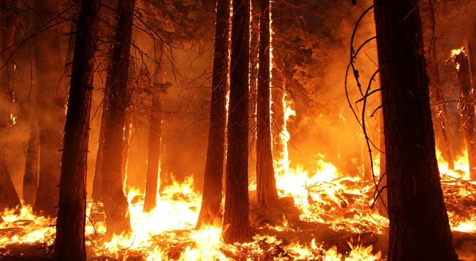 Пожар е възникнал около 15.30 часа в борова гора край