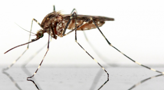 Днес /20 август/ е световен ден на комара. На този