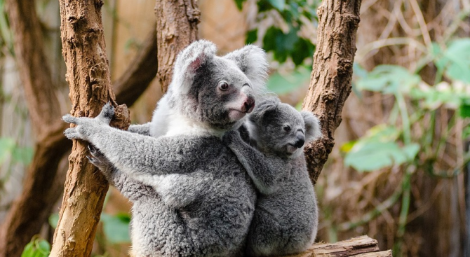 Как да бъдат спасени гладни коали, които са застрашени от