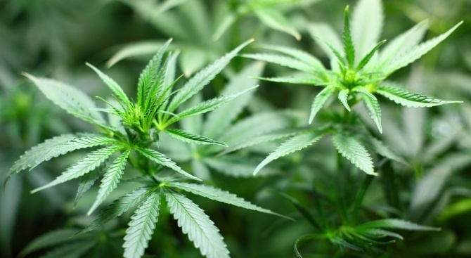 10 растения марихуана са иззети при проверка в землището на