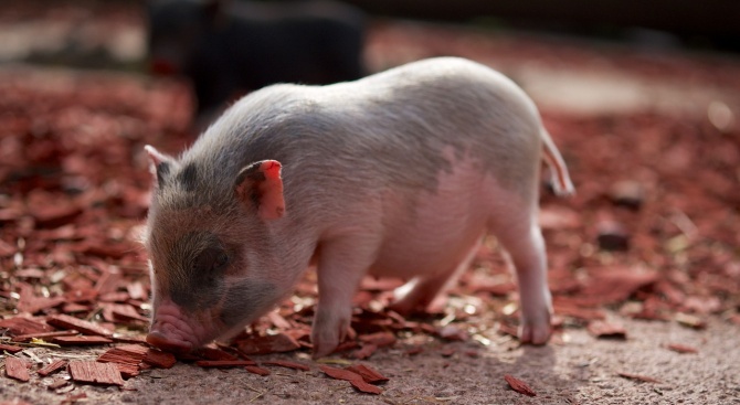 Четири нови огнища на Африканска чума по свинете са регистрирани