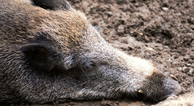 Мъртва дива свиня е намерена край селище на територията на