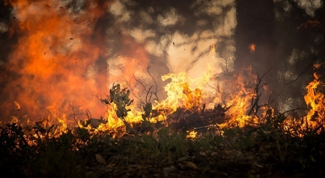 Около 100 дка иглолистна гора е изгоряла при пожар край