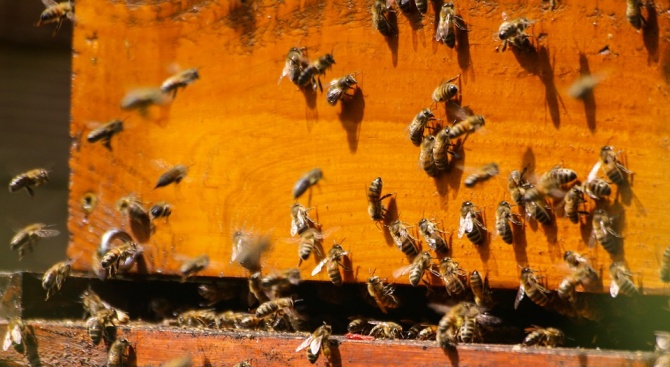 17 пчелни кошера са изгорели при пожар в местността "Стражица"