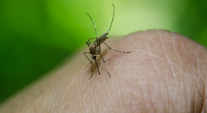 В хода на историята болестите, предадени от комарите на хората,