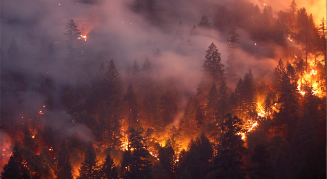 Пожар изпепели 62 декара борова гора от парк "Аязмото" днес