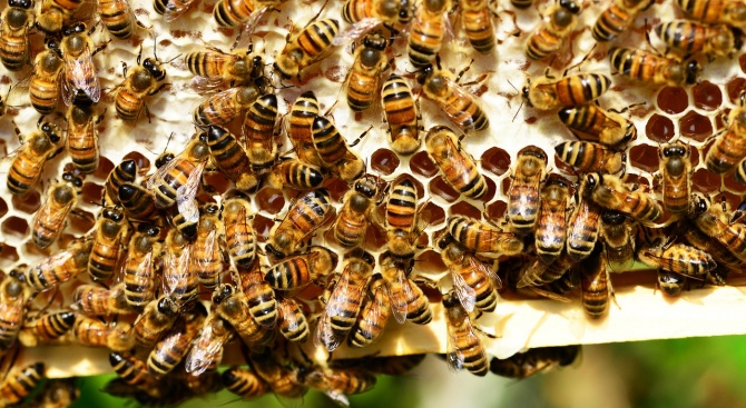 Откриха най-пасната болест по пчелите - американски гнилец във Врачанско,