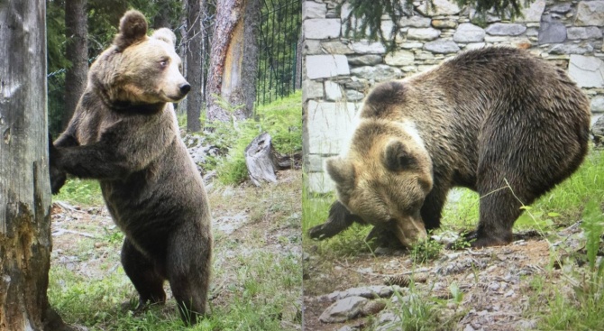 Българските мечоци Буя и Медо вече си живеят царски в