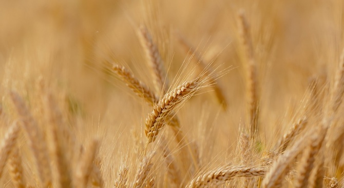 Новата реколта на пшеница е с добро качество