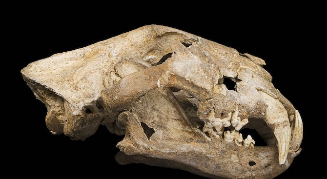 Археолози попаднаха на животински кости и сечива от каменната епоха