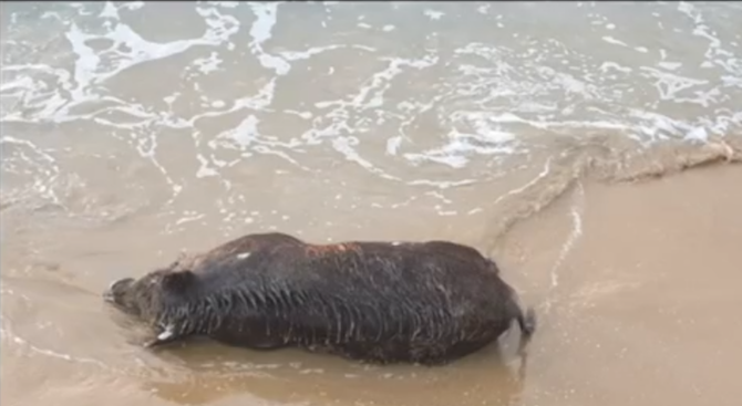 Мъртво диво прасе изплува на плажа в Созопол, сигнализират граждани.