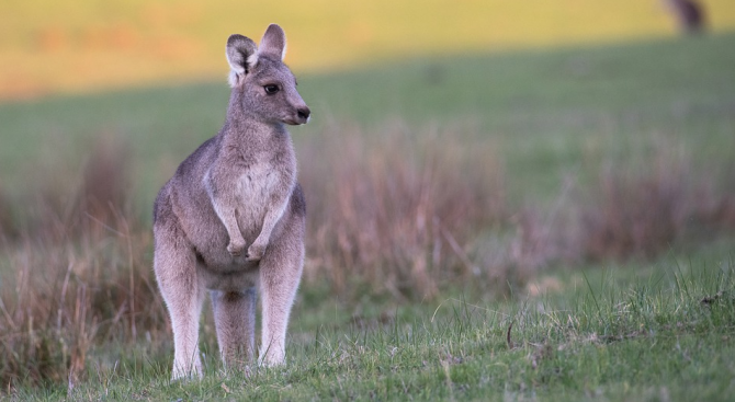 Изчезнал вид кенгура от ледниковия период в Австралия са изглеждали