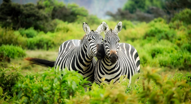 Фотограф засне малка зебра с окраска на точки вместо на