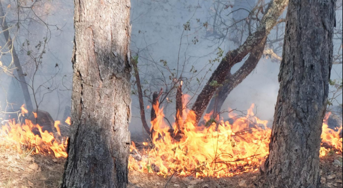2 дка иглолистна гора са изгорели при пожар край Девин.