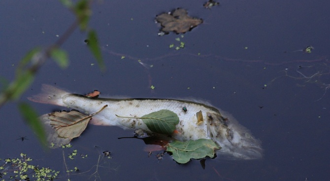 Хиляди мъртви риби покриха бреговете на езерото Коронея в Северна