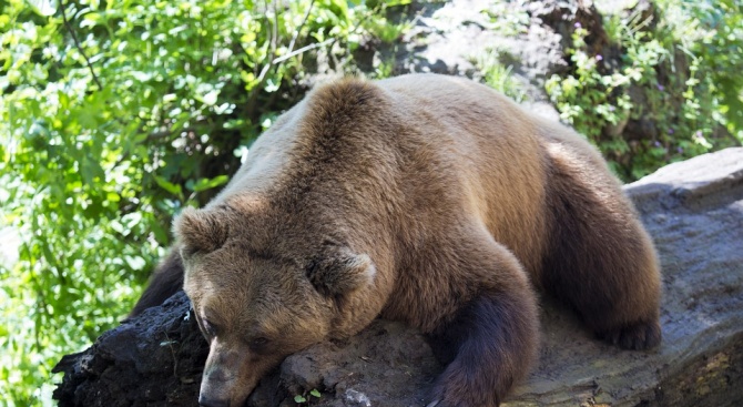 Убита е проблемна мечка в района на с. Кожари, община