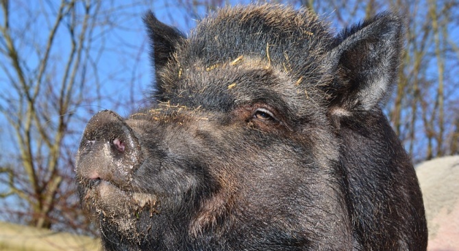Нов случай на африканска чума при диво прасе е регистриран