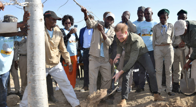 Принц Хари започна посещението си в Ботсвана със засаждане на