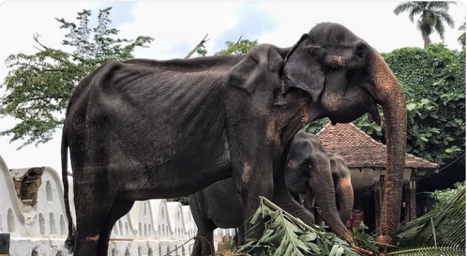 70-годишният слон Тикири от Шри Ланка е издъхнал през вчерашния
