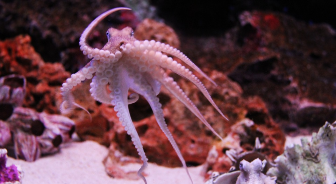 Морският биолог Дейвид Шийл засне как октоподът Хайди сменя цвета