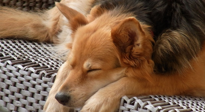 Кучетата сънуват стопаните си, твърди психологът от Харвард д-р Деидре