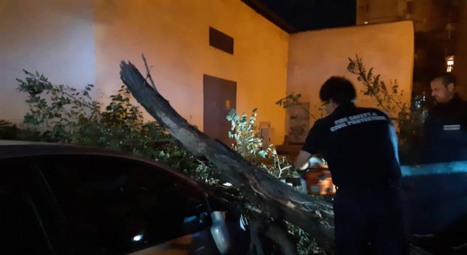 Няколко сухи клони паднаха върху автомобил в пловдивския квартал "Гладно