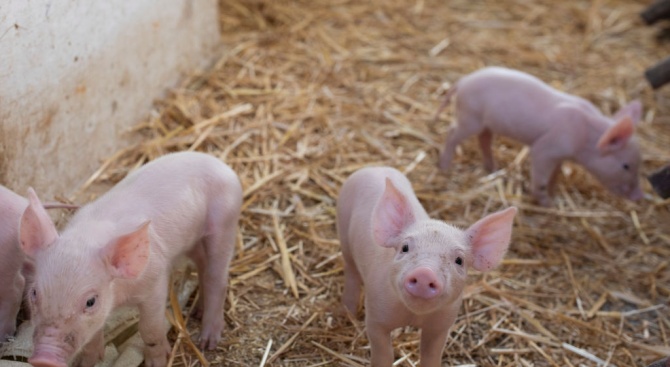 Първи доказан случай на африканската чума по свинете е регистриран
