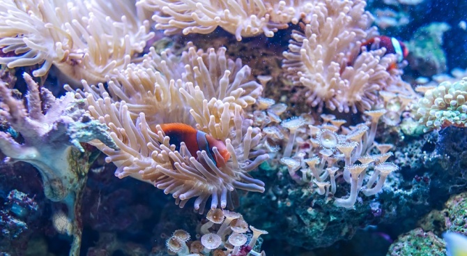 Отровен огнен корал - единствената смъртоносна гъба, за чиито токсини
