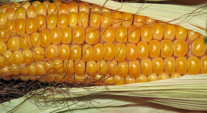 Прибрани са 92.90 на сто от царевицата в Силистренско, показва