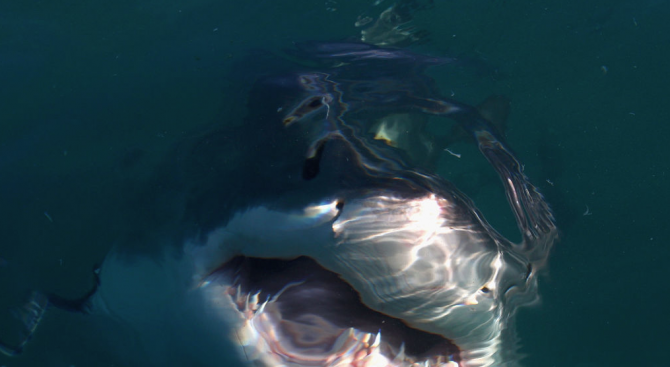 Сърфист оцеля по чудо след нападение на бяла акула край