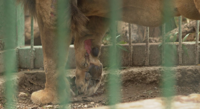Проверка на Министерството на околната среда установи, че местният зоопарк