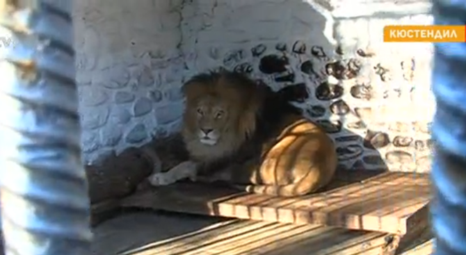 От осем години зоопаркът в Кюстендил е с отнет лиценз.