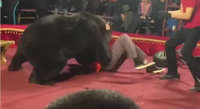 Мечка нападна дресьора си пред очите на зрителите на цирково