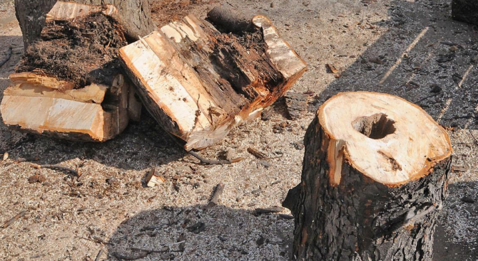 Незаконна сеч на дървесина от землището на с. Каранци, разследват