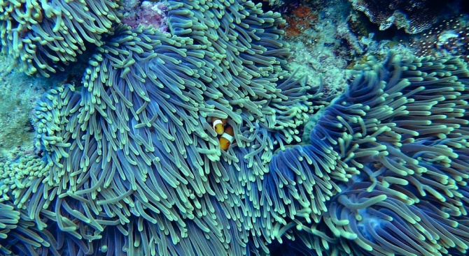 Кораловото покритие около някои от туристическите острови от емблематичния Голям