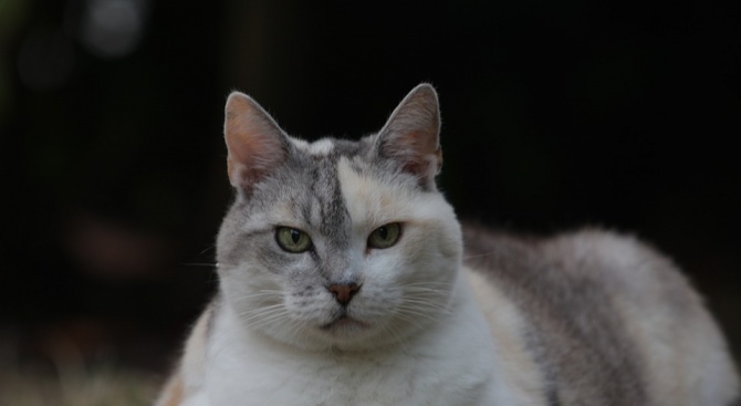 11-килограмова американска котка, завладя интернет с мързеливата си тренировка за