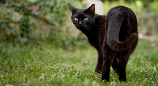 Черна котка, която изчезнала безследно преди 6 години, се прибра