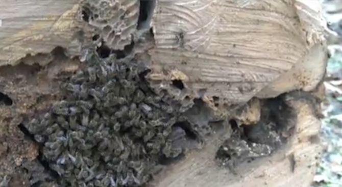 Див пчелен рояк в центъра на София беше спасен от