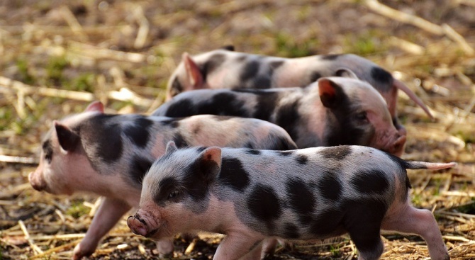 Две нови огнища на Африканска чума по свинете са открити