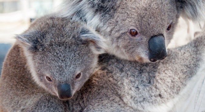 Над половината от коалите, обитаващи територията на резервата в австралийския