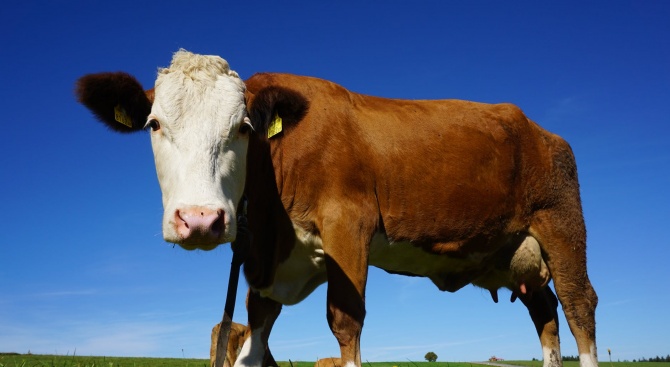 Полицията разследва случай на простреляна крава в село Дъждовница в