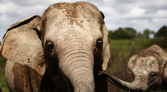 Рядък екземпляр от критично застрашения вид суматрански слон е открит