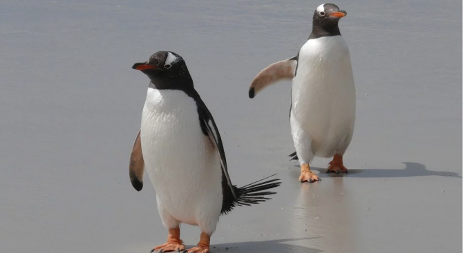 Двойка хомосексуални пингвини е откраднала яйцето на свои хетерексуални съжители