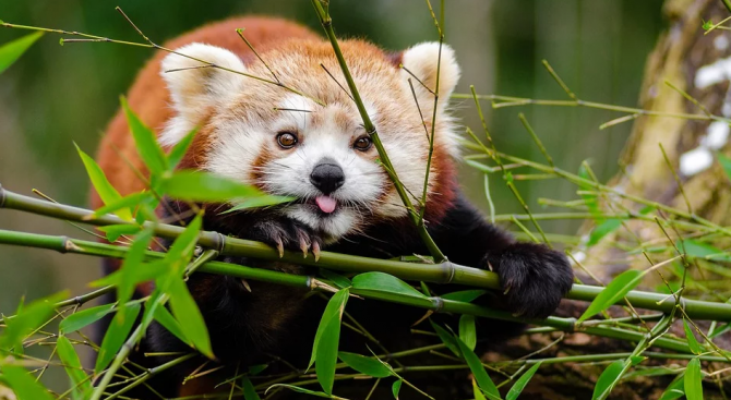 Френските власти издирват червена панда, която е избягала от зоологическа