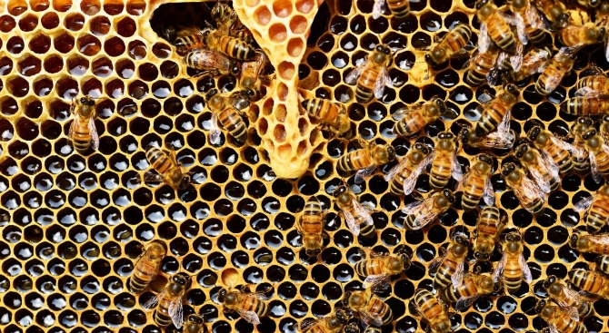 Днес започва кампанията с подписка за щадящо пчелите селско стопанство
