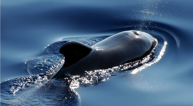 Учени успяха да измерят пулса на син кит с оранжев