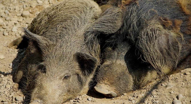 Случай на африканска чума по дивите свине е установен в
